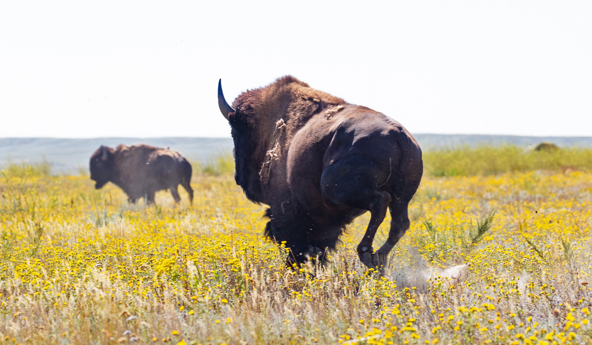 Wild Bison gores Yellowstone Park visitor, tosses her in the air